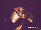 PHOT0003